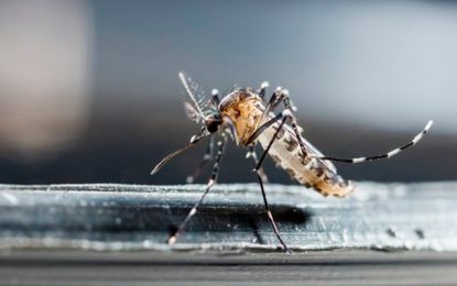 Surto de dengue pode afetar 11 estados brasileiros em 2020