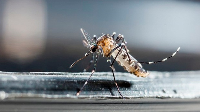Surto de dengue pode afetar 11 estados brasileiros em 2020