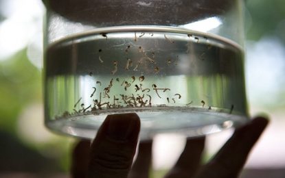 Saiba mais sobre sorotipo 2 da dengue, motivo de preocupação das autoridades de saúde em 2020