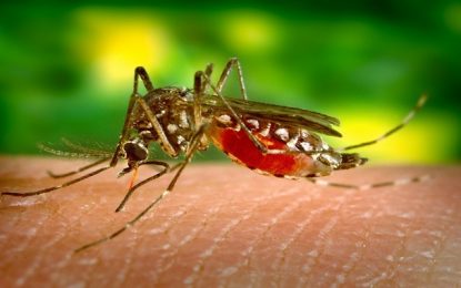 Primeira morte por dengue é registrada em Minas neste ano