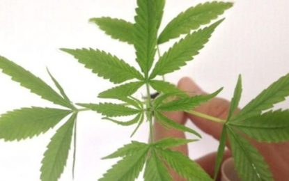 Anvisa coloca em vigor resolução sobre medicamentos à base de Cannabis