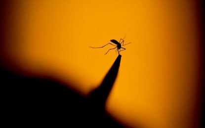 MINUTO DA SAÚDE: Saiba mais sobre os sintomas da chikungunya, doença transmitida pelo Aedes aegypti