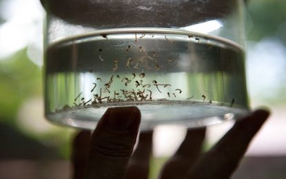MINUTO DA SAÚDE: Saneamento básico precário pode aumentar risco de proliferação do Aedes aegypti