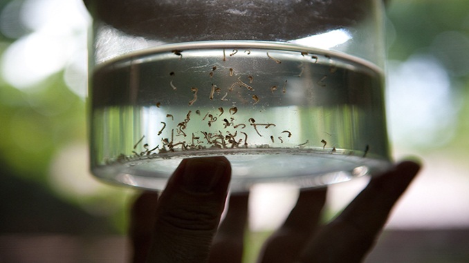 MINUTO DA SAÚDE: Saneamento básico precário pode aumentar risco de proliferação do Aedes aegypti
