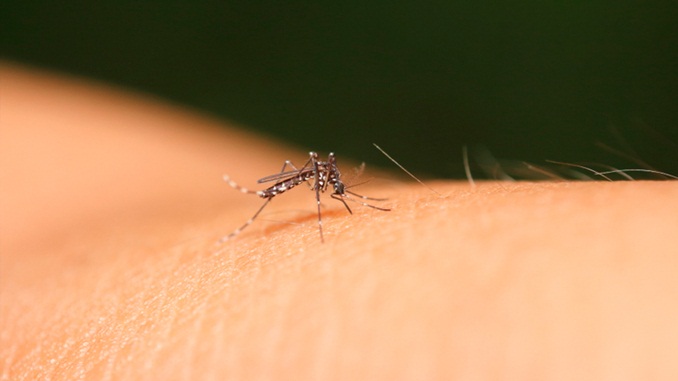 MINUTO DA SAÚDE: Pessoas assintomáticas podem não saber que estão infectadas pelo Aedes aegypti