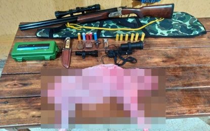 Porte ilegal de arma de fogo em concurso com caça de animal silvestre