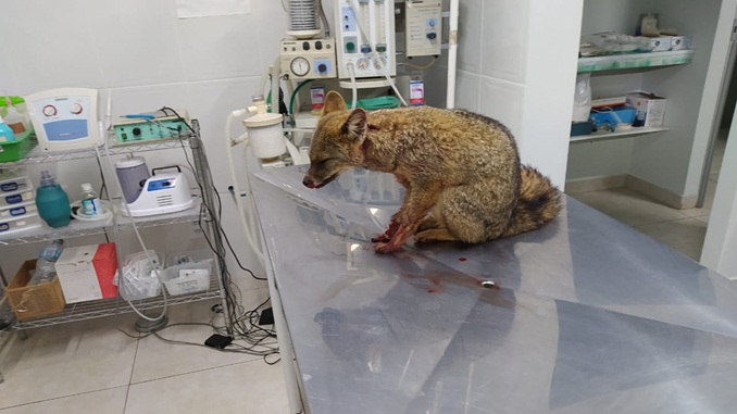 Bombeiros resgatam raposa ferida em linha férrea, no distrito de Sá Fortes