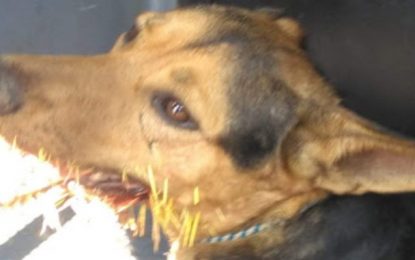 Cão fica ferido ao atacar Ouriço, em Conselheiro Lafaiete