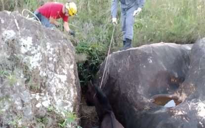 Bombeiros resgatam cavalo na Serra de São José, entre Santa Cruz de Minas e Tiradentes