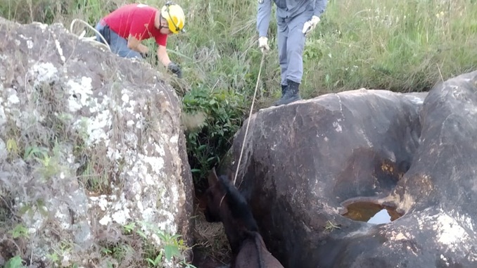 Bombeiros resgatam cavalo na Serra de São José, entre Santa Cruz de Minas e Tiradentes