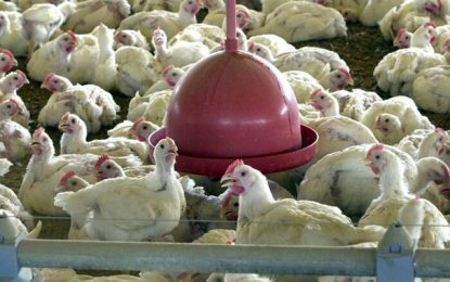Abate de frangos no primeiro trimestre quebra recorde histórico, de acordo com IBGE