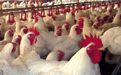 Abate de frangos no 1° trimestre é o maior da série histórica da pesquisa
