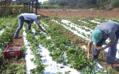 Conab e OCB firmam acordo para beneficiar pequenos agricultores familiares