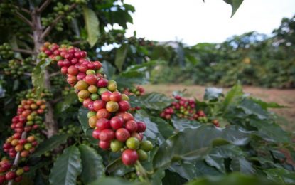 INDICADORES: Preço do café continua em queda nesta segunda (13)