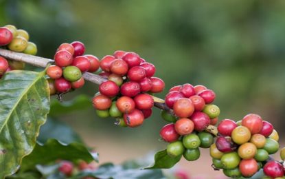 INDICADORES: Após sequência de alta, café começa a semana (6) com queda no preço