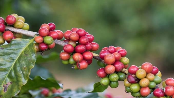 INDICADORES: Após sequência de alta, café começa a semana (6) com queda no preço