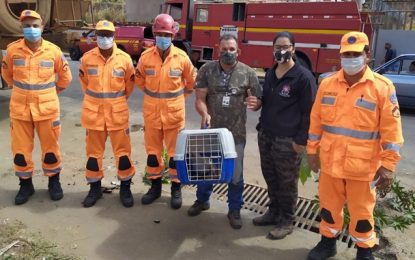 Bombeiros resgatam gato preso em tubulação, em Conselheiro Lafaiete