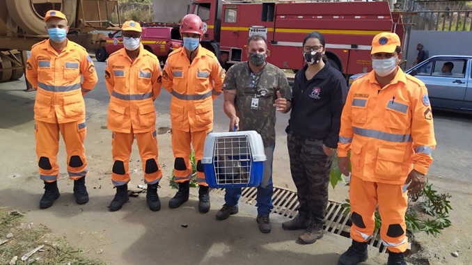 Bombeiros resgatam gato preso em tubulação, em Conselheiro Lafaiete