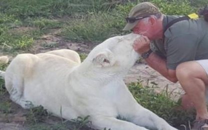 Ambientalista que cuidava de leoas albinas é morto aos 68 anos