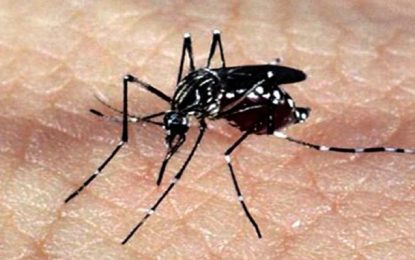 Ministério da Saúde notifica 924.238 casos prováveis de dengue em 2020