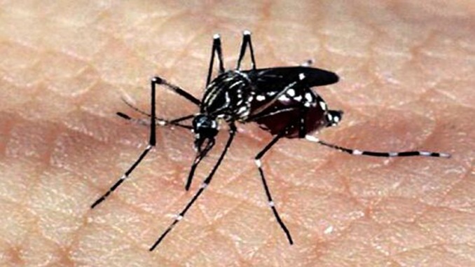Ministério da Saúde notifica 924.238 casos prováveis de dengue em 2020