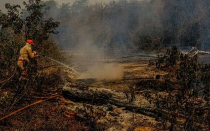 Operação Focus investiga origem das queimadas no Pantanal