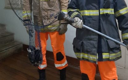 Bombeiros resgatam urubu preso em forro de capela, na região central de São João Del-Rei