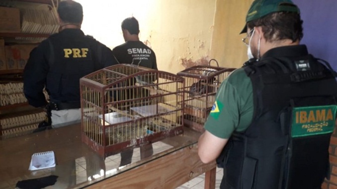 Operação para combater tráfico de animais silvestres é realizada em cidades mineiras