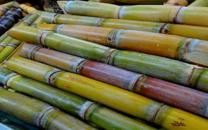 Minas Gerais já processou 83% do esperado para a safra de cana-de-açúcar neste ano