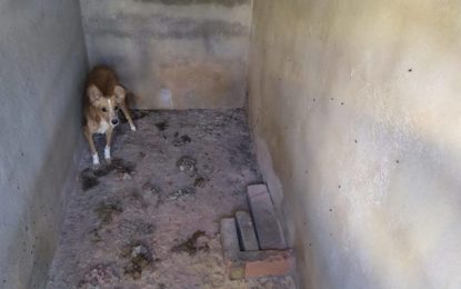 Polícia Civil prende suspeito de maus-tratos contra animais em Carandaí