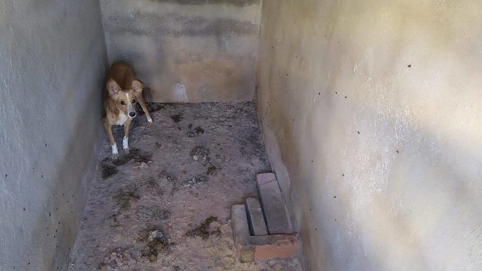 Polícia Civil prende suspeito de maus-tratos contra animais em Carandaí