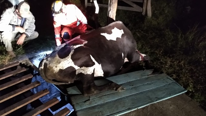 Bombeiros resgatam vaca na localidade do Galego, zona rural de Barbacena