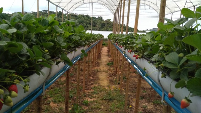 Epamig e Emater-MG se unem à Rede Morangos do Brasil para desenvolver variedades adaptadas do fruto