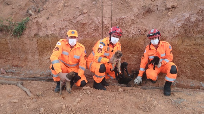 Bombeiros resgatam cadela com 13 filhotes