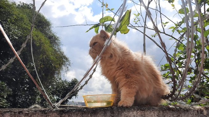 Bombeiros resgatam gato em concertina no bairro do Campo, em Barbacena