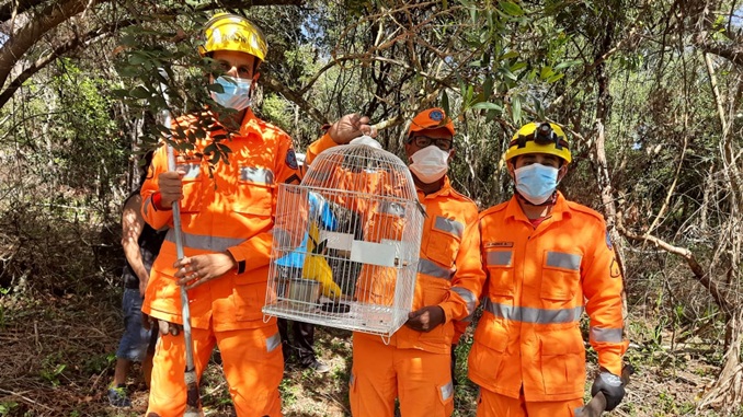 Bombeiros resgatam ave silvestre em Prados