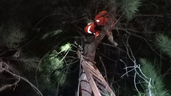 Bombeiros resgatam gato em árvore de 30 metros de altura