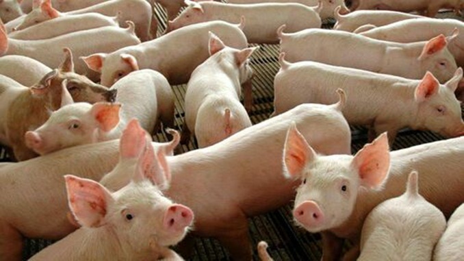 Brasil exporta 351,8 mil toneladas de carne suína no primeiro quadrimestre de 2021