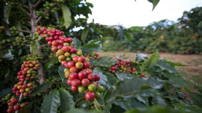 INDICADORES: café registra alta no preço, nesta quarta-feira (2)
