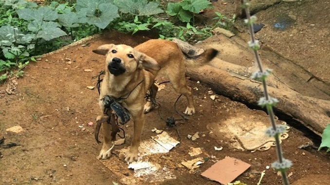 Polícia Civil indicia suspeito por maus tratos contra animais em Santos Dumont