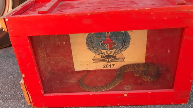 Cobra jararaca é capturada em via pública ​no bairro Roman, em Barbacena
