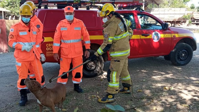 Cão da raça Pitbull foi capturado pelo Corpo de Bombeiros, em  Conselheiro Lafaiete