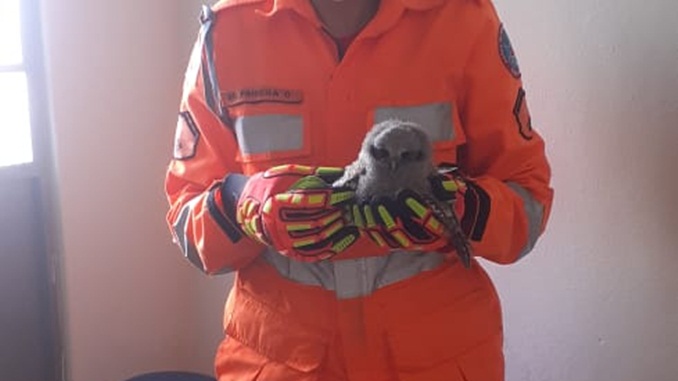Corpo de Bombeiros realizam salvamento de uma ave (coruja) em situação de risco