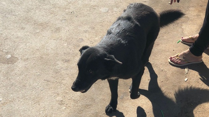 Polícia Civil indicia homem que agrediu cachorro a pauladas em Santos Dumont