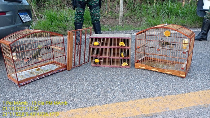 Polícia Militar de Meio Ambiente prende duas pessoas transportando pássaros silvestres ilegalmente