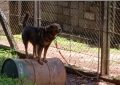 Polícia Civil indicia proprietário de cães por maus-tratos em Lagoa Dourada