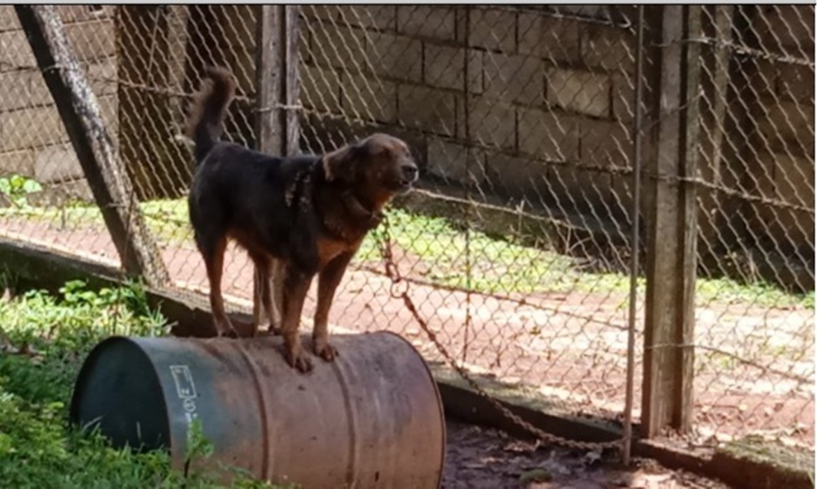 Polícia Civil indicia proprietário de cães por maus-tratos em Lagoa Dourada