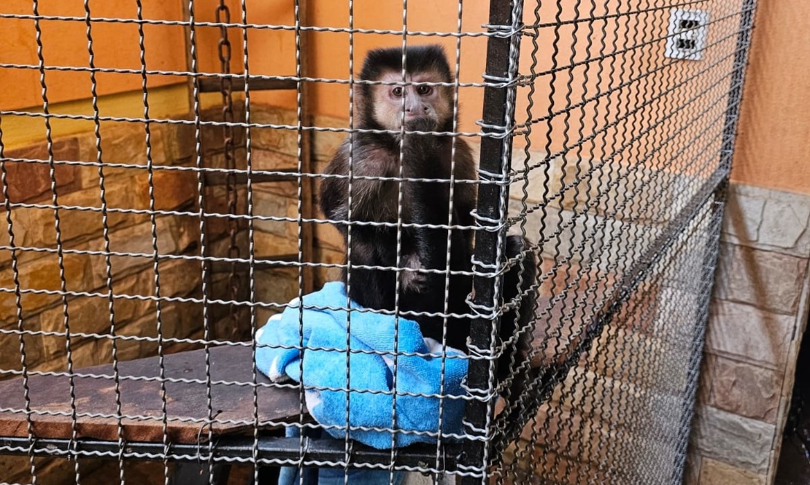 Polícia Civil resgata macaco-prego em condição ilegal em Congonhas
