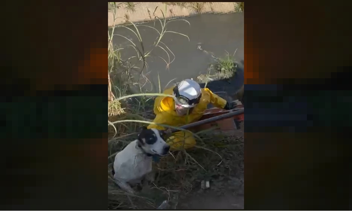 Bombeiros de Barbacena resgatam cachorro caído dentro do córrego da Rua Bahia