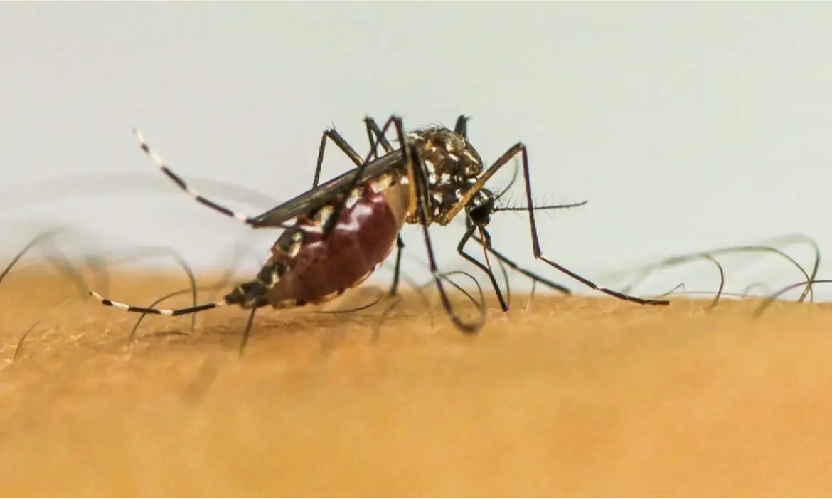 Dengue: Minas Gerais decreta fim da emergência em saúde pública